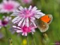 Coenonympha pamphilus (Küçük Zıpzıp Perisi)